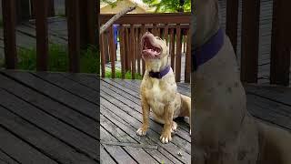 Summer pup Vibes #summervibes #dogbreed #shortsvideo