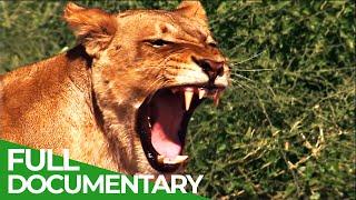 Lions vs. Elephants - Life on the Edge  Free Documentary Nature