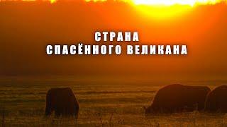 СТРАНА СПАСЕННОГО ВЕЛИКАНА  Документальный фильм  Трейлер