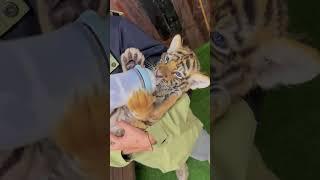 drinking milk #tigercub  #tiger #kitten #foryou #fpy #cute #kitty  #zoo #adorable