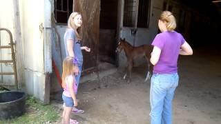 Foal cries mom comes running.