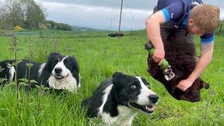 Dogs herding sheep & clipping tails