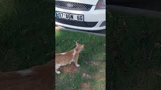 Kedi ve Kertenkele Savaşı