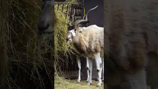 Addax Critically Endangered Antelope