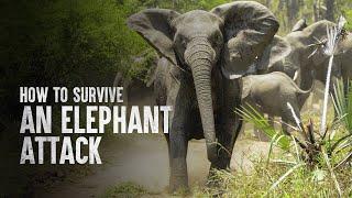 How to Survive an Elephant Attack