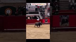 Is bull fighting still popular in Spain   #bull