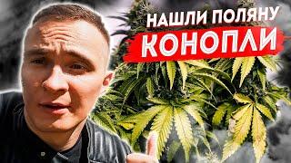 Нашли поляну конопли  что грозит за выращивание