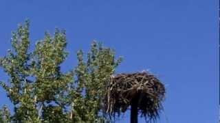 osprey nest west of Libby Montana