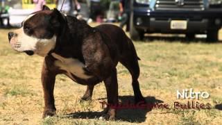 KING OF THE RING - AMERICAN BULLY SHOW