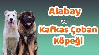 Alabay ve Kafkas Çoban Köpeği Karakteri Eğitilebilirlik Durumu Yaşam Koşulları Bakımı