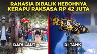 RAHASIA BESARNYA IKAN KERAPU RAKSASA DI BUTN RP 42 JUTA