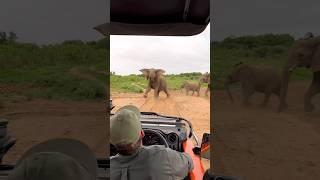 हाथी Safari Vehicles हमला क्यों नहीं करते? By Wild Adventures