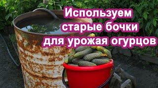 Сажаю Огурцы в бочки до 14 кг с куста Проверенно Урожай без подкормок.