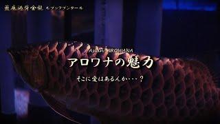 ①Arowana アロワナの魅力にハマる動画・・・アロ罠