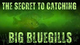 The Secret to Catching Big Bluegills Tips & Techniques