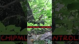 CHIPMUNK VS PELLET GUN ️ #hunting #shorts