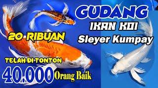 GUDANGNYA IKAN KOI SLEYER KOI KUMPAY SURABAYA GRADE A