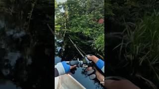 Sambaran ikan toman