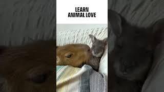 Animals living together in harmony. #animallover