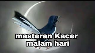 TERAPI MASTERAN AMPUH KACER MALAM HARI