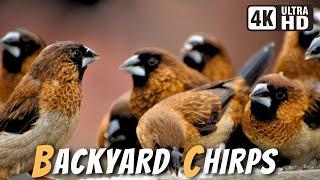 Backyard Small Visitors  Backyards Feathered Marvels in Breathtaking 4K  Relaxing Birds Sound