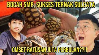 BOCAH SMP SUKSES TERNAK SULCATA?? NINO TORTOISE