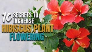 Top 10 Secrets to Increase Hibiscus Plant Flowering - How to get more flowers from   Hibiscus Plant