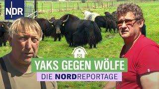 Schafe werden gerissen Landwirte wollen handeln  Die Nordreportage  NDR