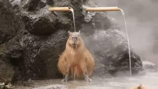 Capybaras relaxing to music