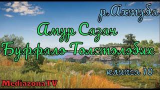 Русская Рыбалка 4 Где Клюет ? р.Ахтуба  Амур Сазан Толстолобик 08.11