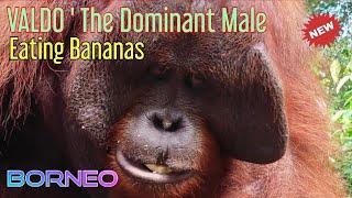 VALDO Dominant Male  Eating BananaRaja Makan Pisang @orangutanhouseboattour6258