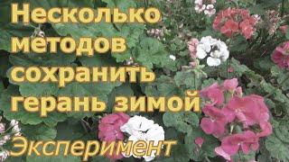 Несколько способов сохранить герань пеларгонию зимой и размножить. Эксперимент с обойным клеем