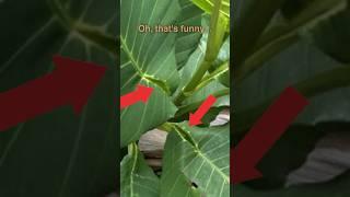 Vagina Leaf 🪴 Plant  Dillenia Suffruticosa