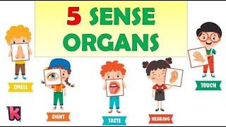 Sense organs  five senses  Sense organs name  Sense organs functions  5 senses  Bright Kidzz