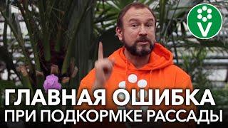 НИКОГДА НЕ СОВЕРШАЙТЕ ЭТУ ОШИБКУ Не подкармливайте рассаду до ЭТОГО момента