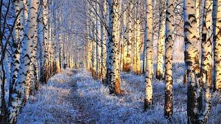 Birch tree while snowing