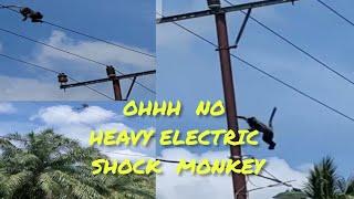 MONKEY ELECTRIC SHOCK @ANIMAL ZONE