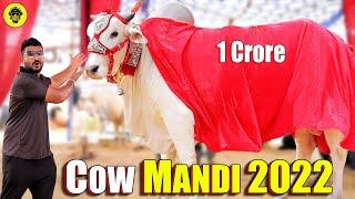 Biggest Cow Mandi 2022 1 Crore  Dumb Stories
