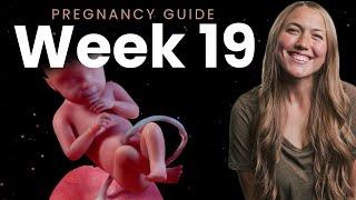 19 Weeks Pregnant  Week By Week Pregnancy