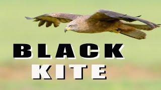 Birds of prey in flight - Black Kite