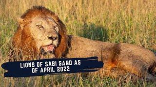 NWASWISHAKA GETS ATTACKED BY RIVAL COALITION - THE LIONS OF SABI SANDS - EPISODE 8 - April 2022