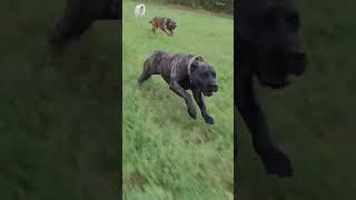 Presa Canario out for a run  the proper k9 presa canarios