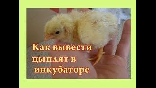 Как вывести цыплят в инкубаторе- Инкубация куриных яиц-пошагово