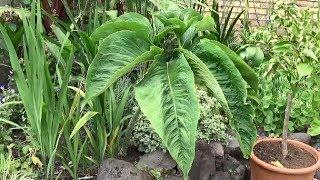 Weird & Exotic Voodoo Lilies in our borders