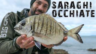 BREAM and SADDLE BREAM in crystal clear water - CATCH & COOK