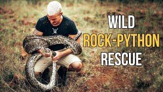 Wild Rock-Python Rescue