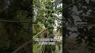 Papaya grow big on a river bank #tropicalfruit