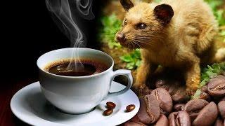 Hayvan Dışkısından Dünyanın En Pahalı Kahvesi  Kopi Luwak