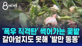 폭우 직격탄 썩어가는 꽃밭…갈아엎지도 못해 발만 동동  SBS 8뉴스