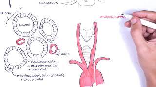 Thyroid Gland Anatomy - embryology blood supply venous drainage innervation histology